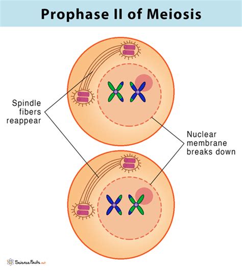 Meiosis: Definition, Stages, & Purpose with Diagram