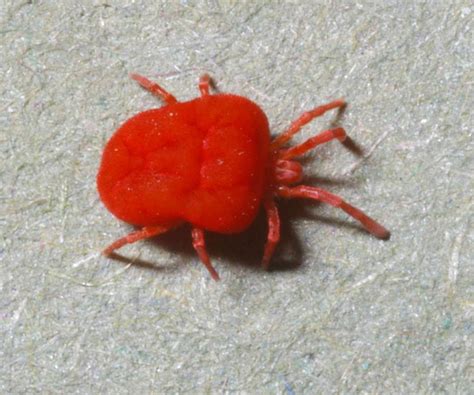 Grimes Pest Control Tips: What to Do When Chiggers Bite