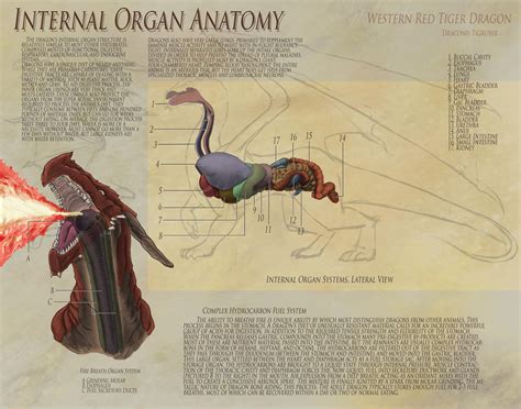 Dragon Anatomy - Organs by UberKudzu on DeviantArt