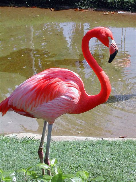 Flamingo At The Honolulu Zoo by Abasca on DeviantArt