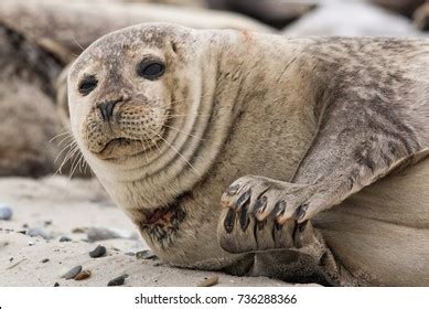 Seal Clap Royalty-Free Images, Stock Photos & Pictures | Shutterstock