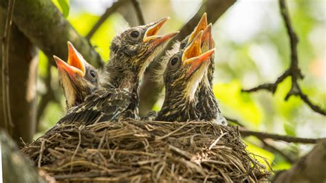 How To Identify Bird Nests - Forest Preserve District of Will County