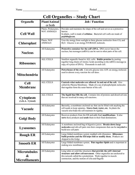 Animal Cell Organelles Worksheet