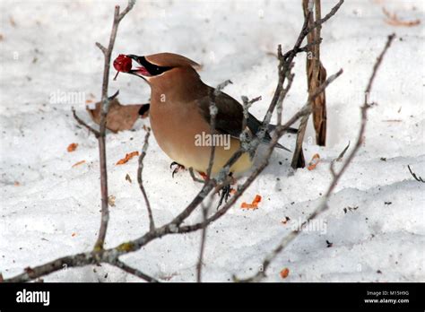 An individual Cedar Waxwing from a flock that showed up in March to ...