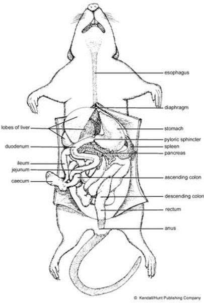 Diagram Of A Dissected Rat