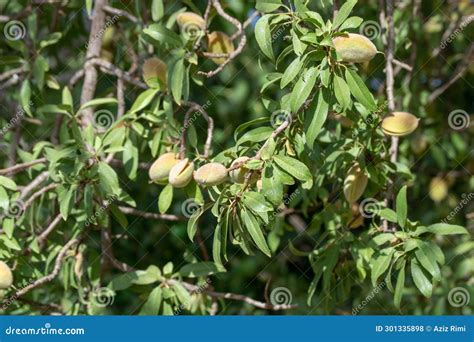 Almond Tree with Green Leaves and Nuts Stock Photo - Image of fruit ...