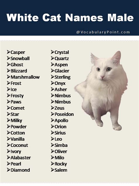 150+ Best White Cat Names