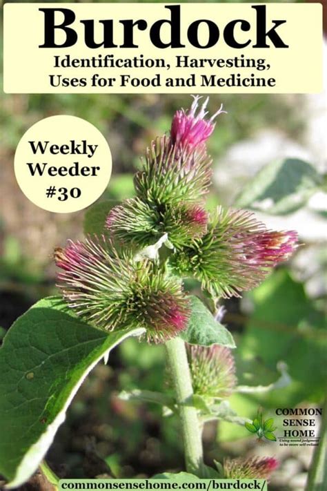 Burdock - Identification, Benefits, Uses for Food and Medicine