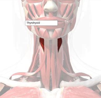 Thyrohyoid - Origin, Insertion, Function and Pictures - Bodterms