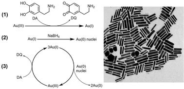 Seedless synthesis of gold nanorods using dopamine as a reducing agent ...