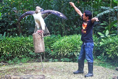 philippine eagle – MindaNews