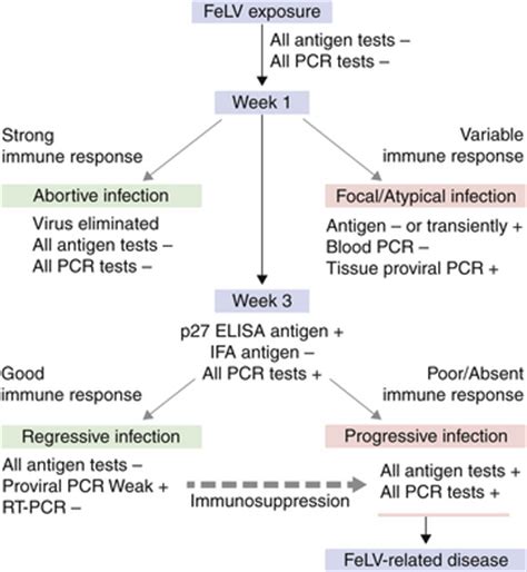 Feline Leukemia Virus Infection | Veterian Key