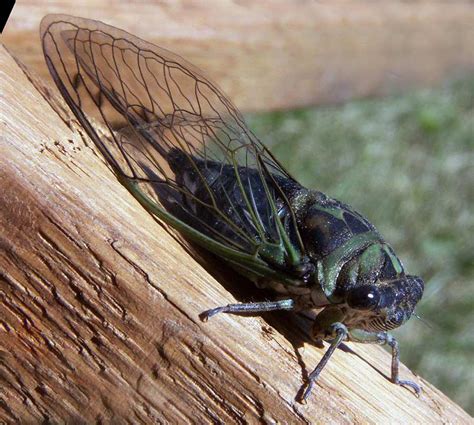 20 Most Terrifying and Grossest Insects - Oddee