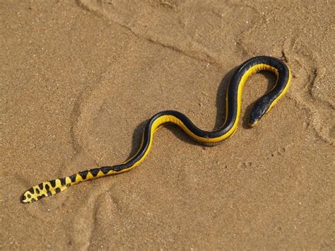 Yellow-bellied Sea Snake Facts, Distribution, Diet, Pictures