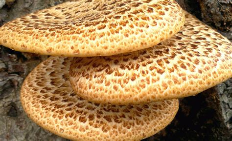 Dryad’s Saddle – Edibility, Identification, Distribution – Galloway ...