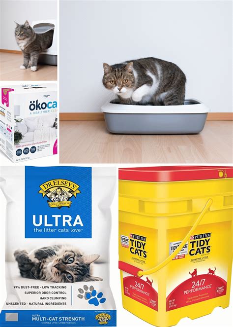 Best cat litter for odor control