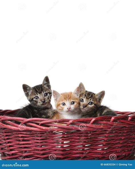 Cute cats in the basket stock photo. Image of basketful - 66835334