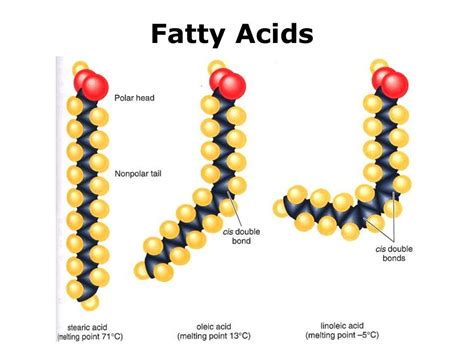 Lipids Chemistry Structure & Function