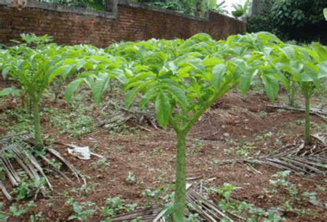 Porang Tanaman Liar yang Kini Diburu Petani di Manggarai