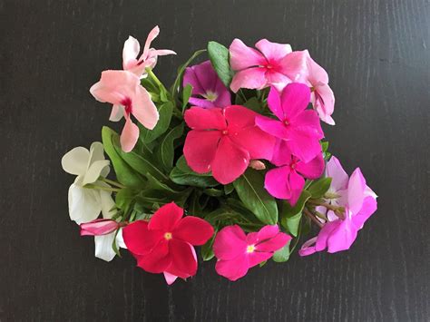 Organic Mix Catharanthus Roseus Seeds - Etsy