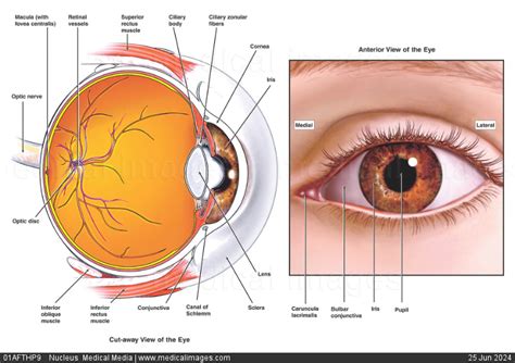 STOCK IMAGE, illustration of internal and external eye anatomy cornea ...