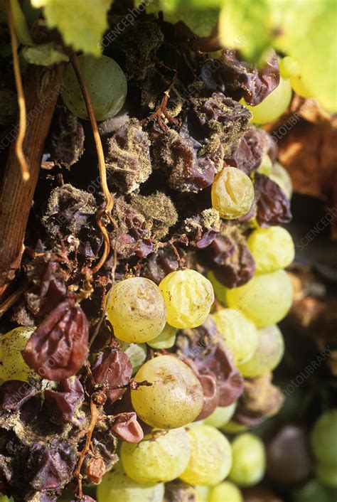 Noble rot on grapes - Stock Image - E770/1341 - Science Photo Library