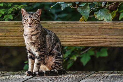 American Shorthair Cat: Characteristics, Color Varieties, Temperament