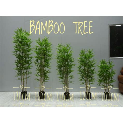 POKOK BULUH HIASAN/BAMBOO TREE PLAN | Shopee Malaysia