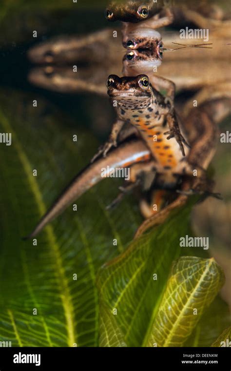 Newt mating uk hi-res stock photography and images - Alamy