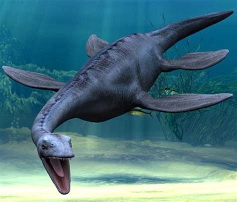 Plesiosaur Bone Fossil (U.S. National Park Service)