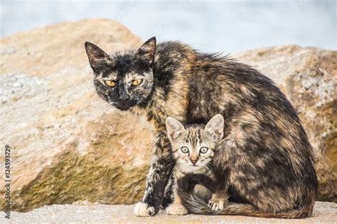 Mother Cat Protects Her Lovely Baby Kitten Outdoors Stock Photo | Adobe ...