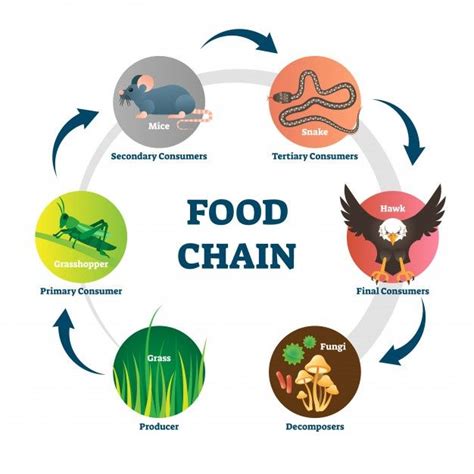 the food chain is shown in this circular diagram, with different foods ...