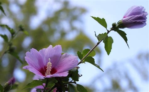 Rose of Sharon: Care, Growing Guide, & Facts I ThePlantsFact