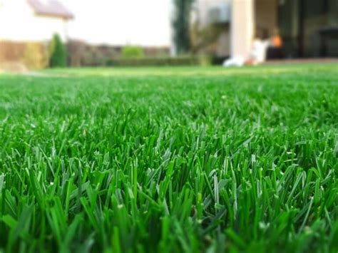 St Augustine Grass Care Guide - OPE Reviews