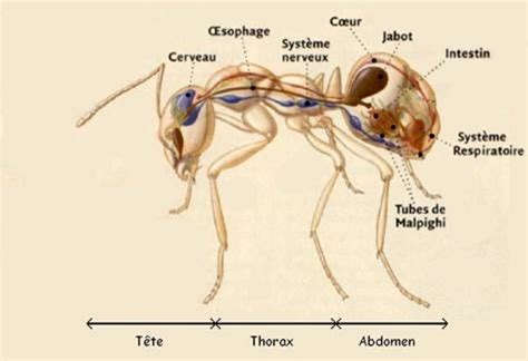 Ant Anatomy Diagram