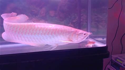 Feeding arowana | live feed #arowana #livefeed #fishtank #trending # ...