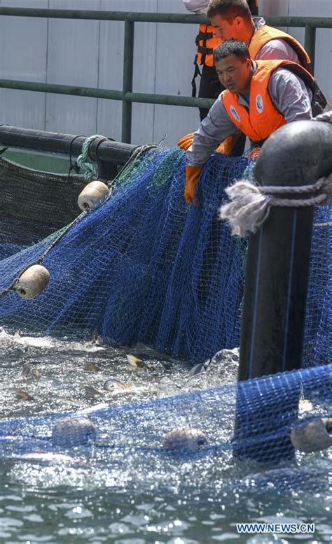 Company puts efforts into cold water fish breeding to help locals ...