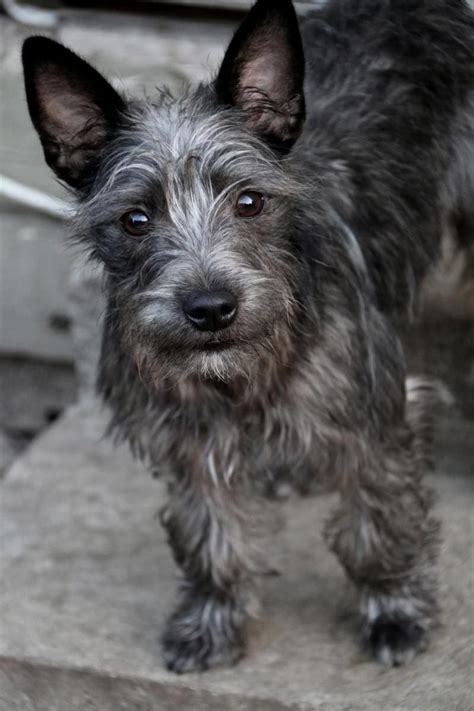 Cairn Terrier Schnauzer Mix - MXIBAR