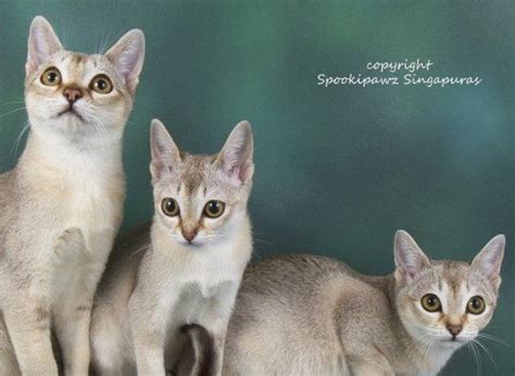 Singapura Cat - the Smallest Recognized Cat Breed