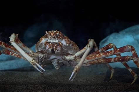 Japanese spider crab | Animals | Monterey Bay Aquarium