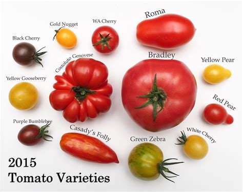 Tomato, Types of tomatoes, Varieties of tomatoes