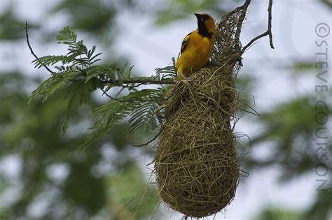 altamira oriole on nest | Bentsen-Rio Grande Valley State Pa… | Flickr