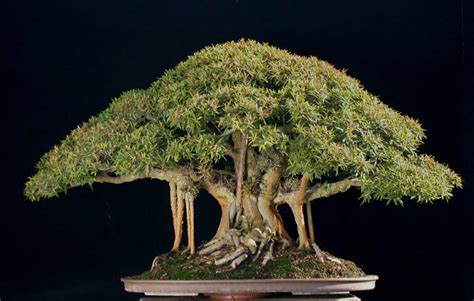 Broadleaf Bonsai Trees - About Bonsai