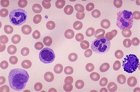 Blood cells under the microscope Diagram | Quizlet