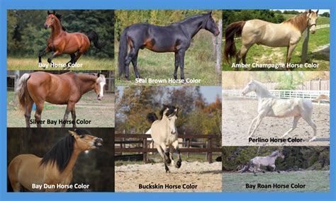 Horse Colors: Family of Bay Horse Colors - Horse Owners Club