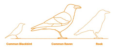 Common Raven (Corvus corax) Dimensions & Drawings | Dimensions.com