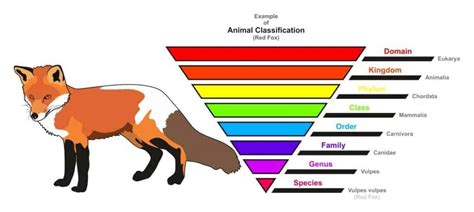 60 Animal Kingdom Classification Tree | Ricordilu