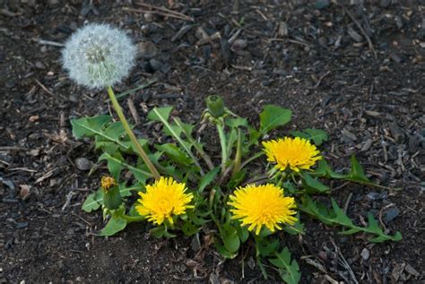 Dandelion weeds, how they spread and how to control them | LebanonTurf