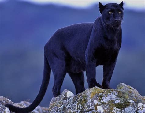 Various breeding big cats now seen in the British countryside. | HubPages