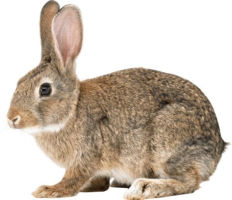 Rabbit Png Transparent